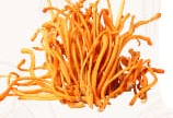Cordyceps