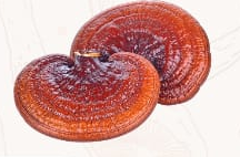 Reishi
