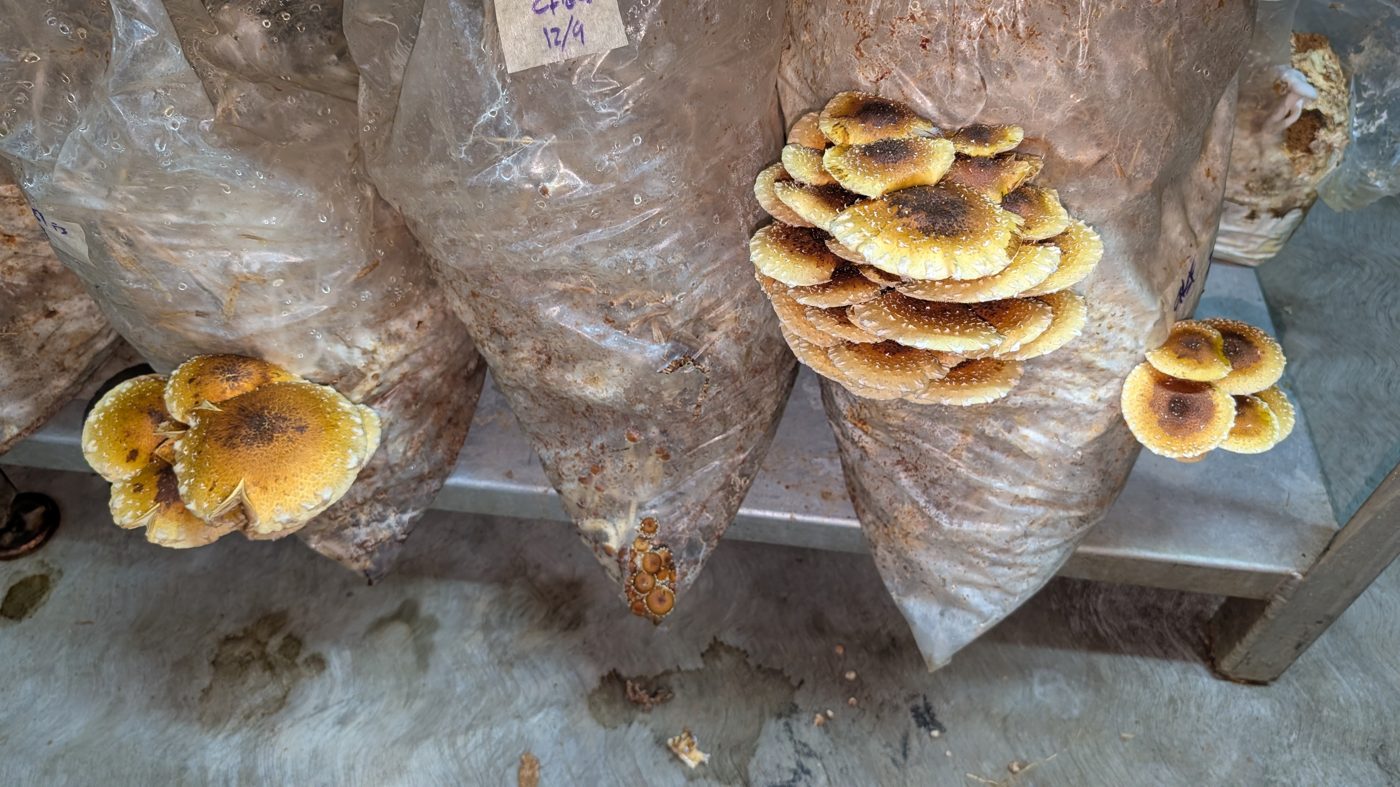 Proceso de produccion Urbanico