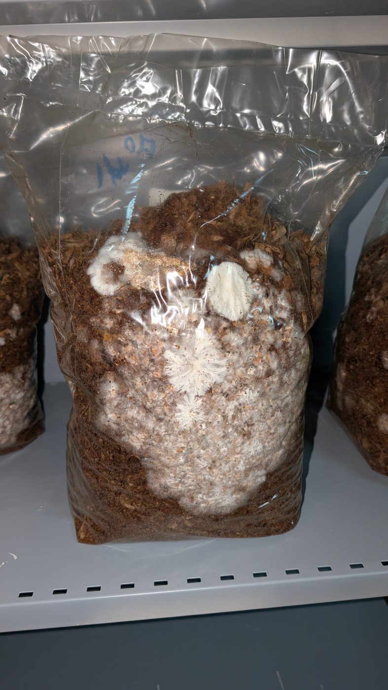 Bloque de shiitake