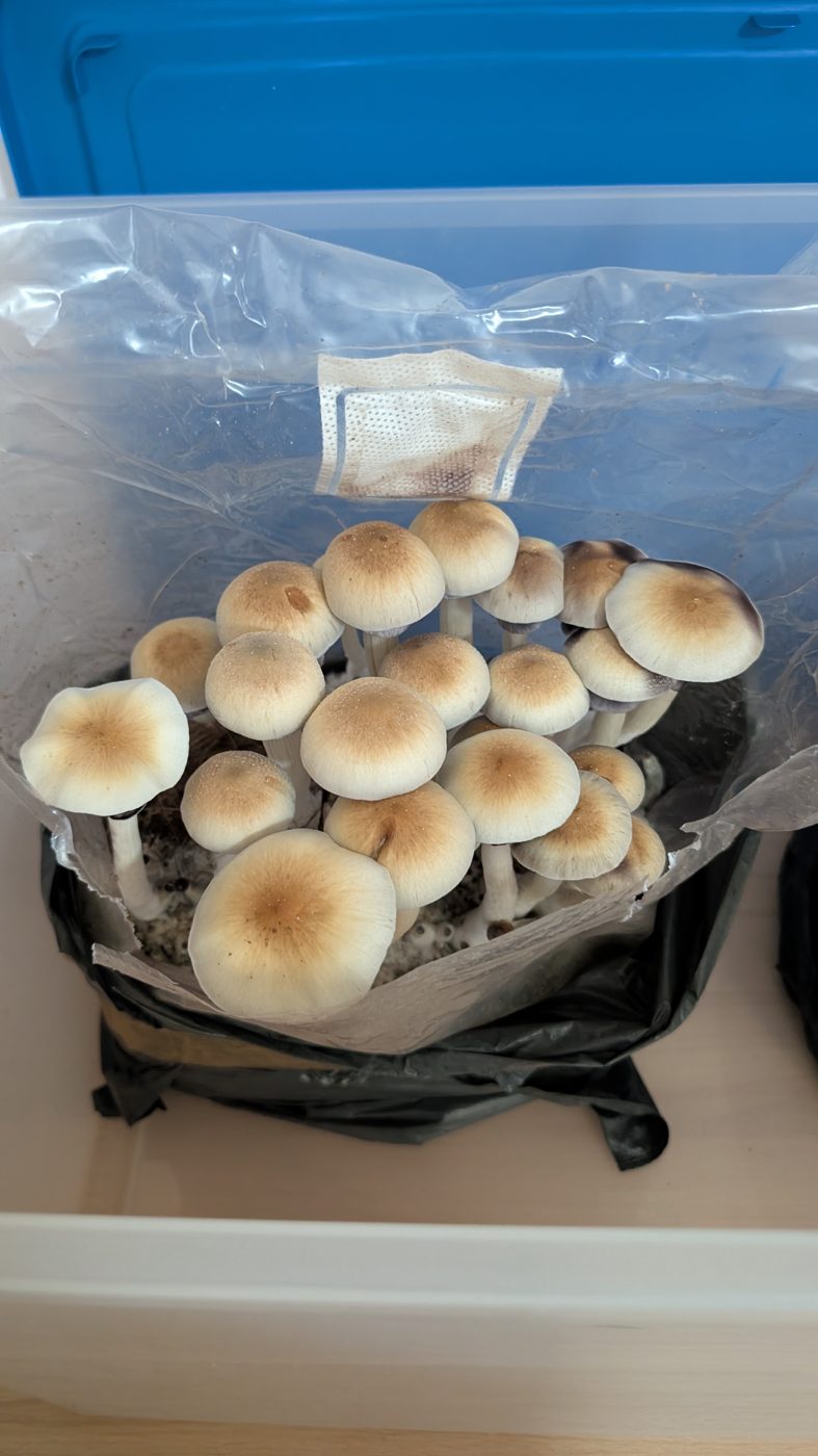 Shiitake fresco