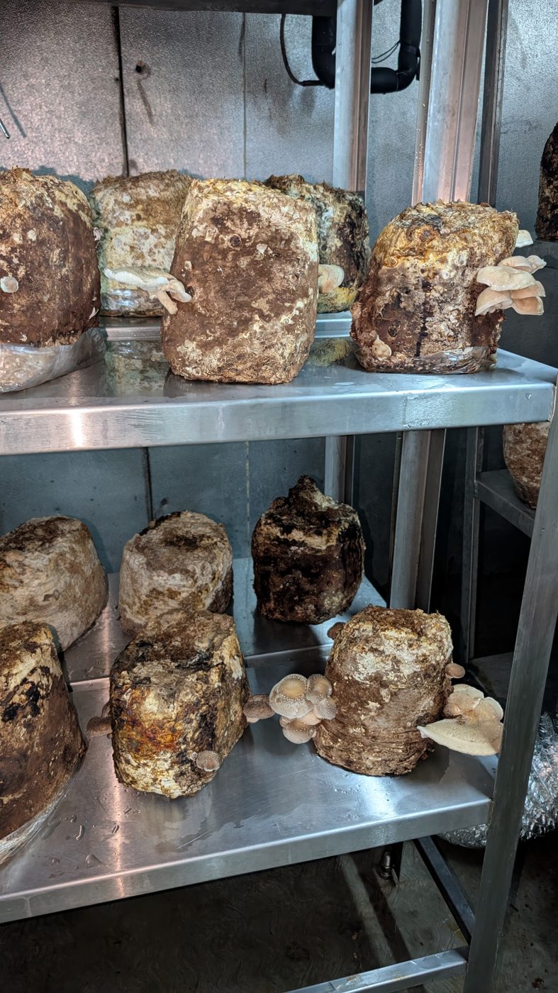 Boletus deshidratado